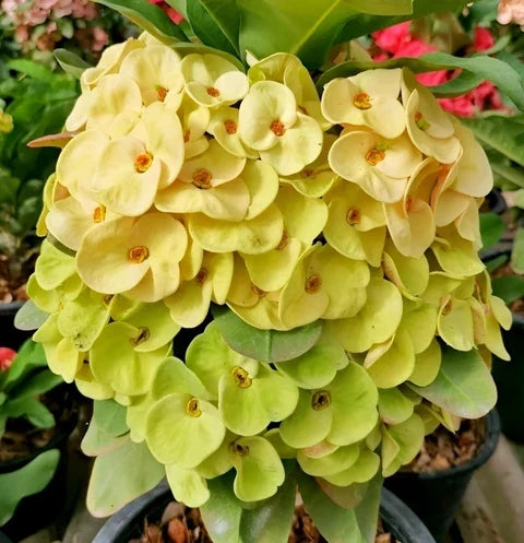 High quality Green Euphorbia Milii Flower seeds for Planting Cut Flower Favorite, Heirloom & GMO Free Seeds for Home Garden seeds pack