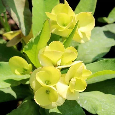 Premium Green Euphorbia Milii Flower seeds for Planting Cut Flower Favorite, Heirloom & GMO Free Seeds for Home Garden seeds