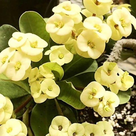 Green Euphorbia Milii Flower seeds for Planting Cut Flower Favorite, Heirloom & GMO Free Seeds for Home Garden vegetable and garden seeds