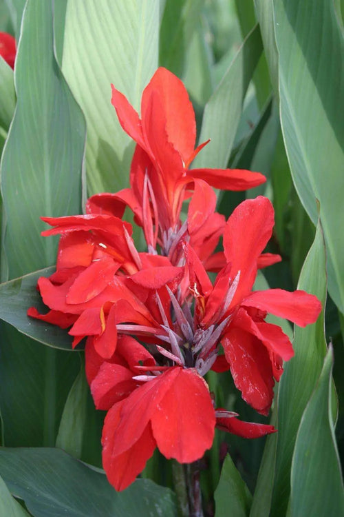 Premium Canna Flower seeds for Planting Perfect for Borders, Heirloom & GMO Free Seeds for Home Garden seeds