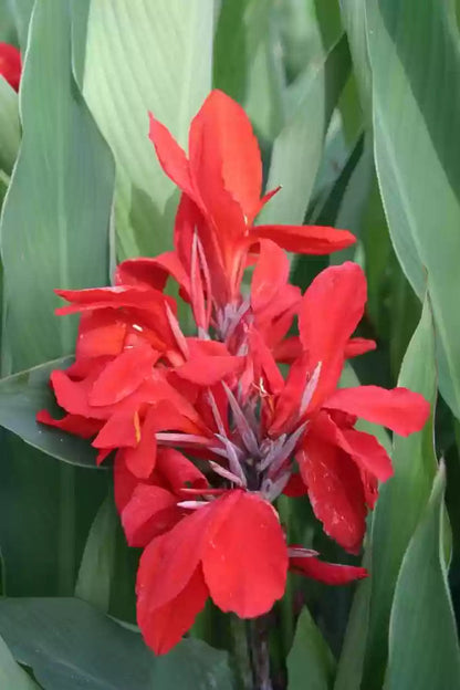 Pyrostegia (Pyrostegia Venusta) seeds for planting in home garden