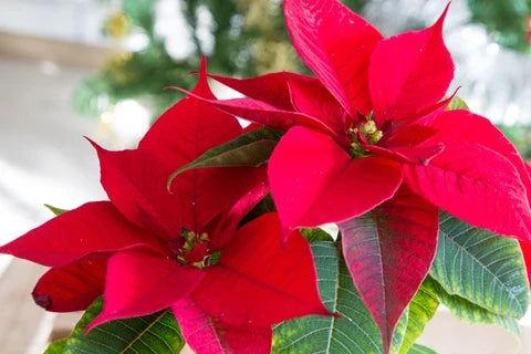 Premium Mixed Poinsettia Flower seeds for Planting Shade Tolerant, Heirloom & GMO Free Seeds for Home Garden seeds