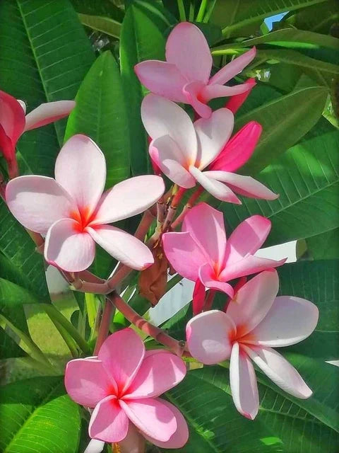 Light Pink Frangipani Flower seeds for Planting Cut Flower Favorite, Heirloom & GMO Free Seeds for Home Garden vegetable and garden seeds