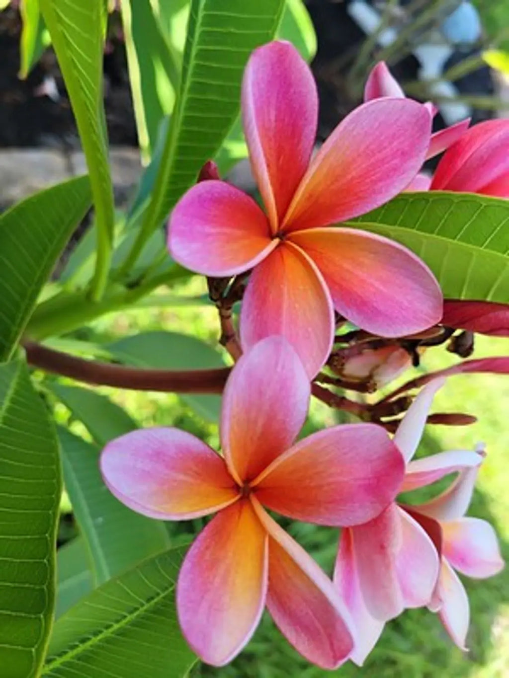 Light Pink Frangipani Flower seeds for Planting Cut Flower Favorite, Heirloom & GMO Free Seeds for Home Garden seeds for home gardening