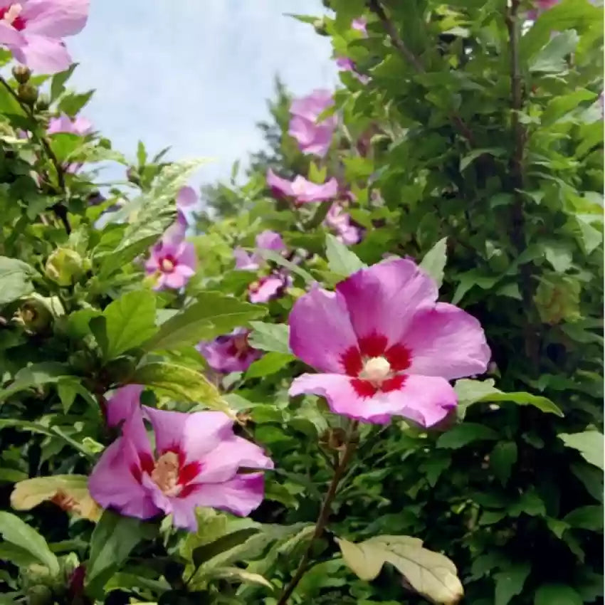 Rose (Rose of) seeds for planting in home garden