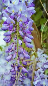 Non-GMO Acacia Violet Seeds for Home Gardening