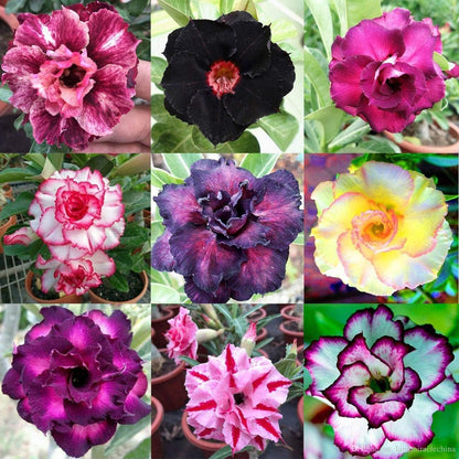 Non-GMO Adenium Flower Seeds for Easy Gardening