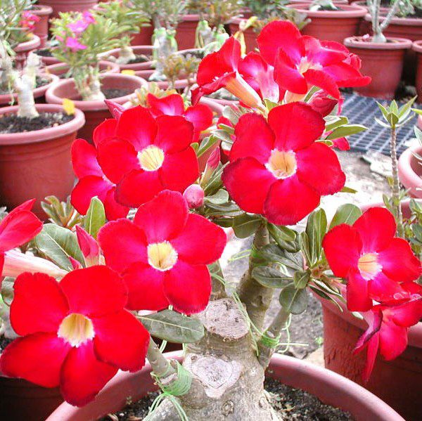 Non-GMO Adenium Seeds for Home Gardening