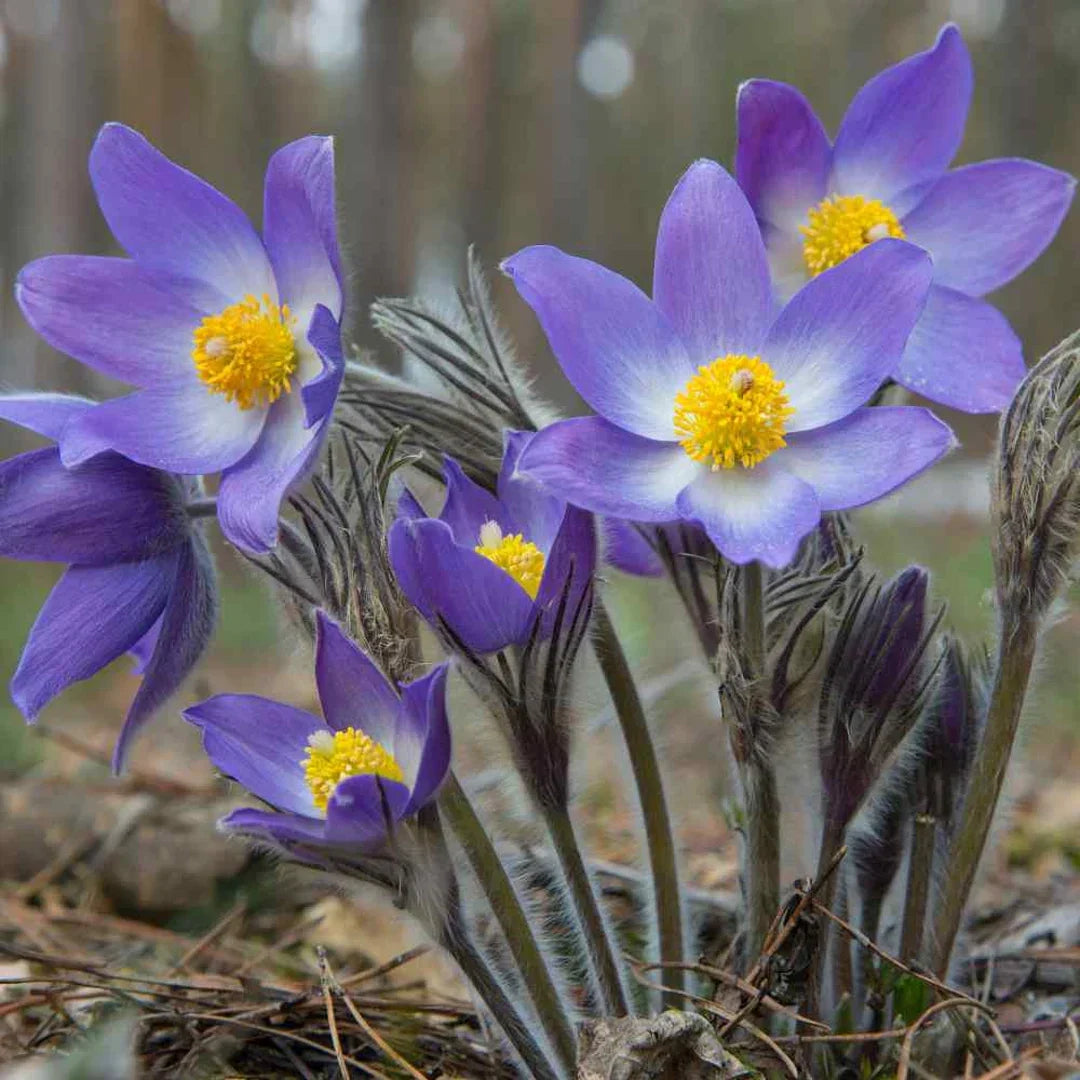 Non-GMO Anemone Pulsatilla Violet Seeds