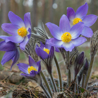 Non-GMO Anemone Pulsatilla Violet Seeds
