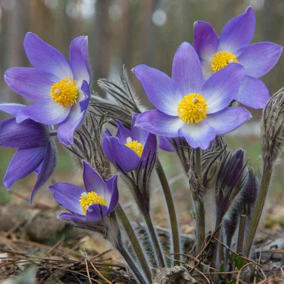 Non-GMO Anemone Seeds for Home Gardening