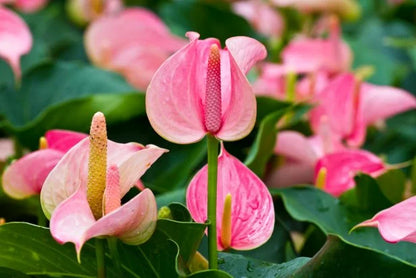 Non-GMO Anthurium Pink Flower Seeds