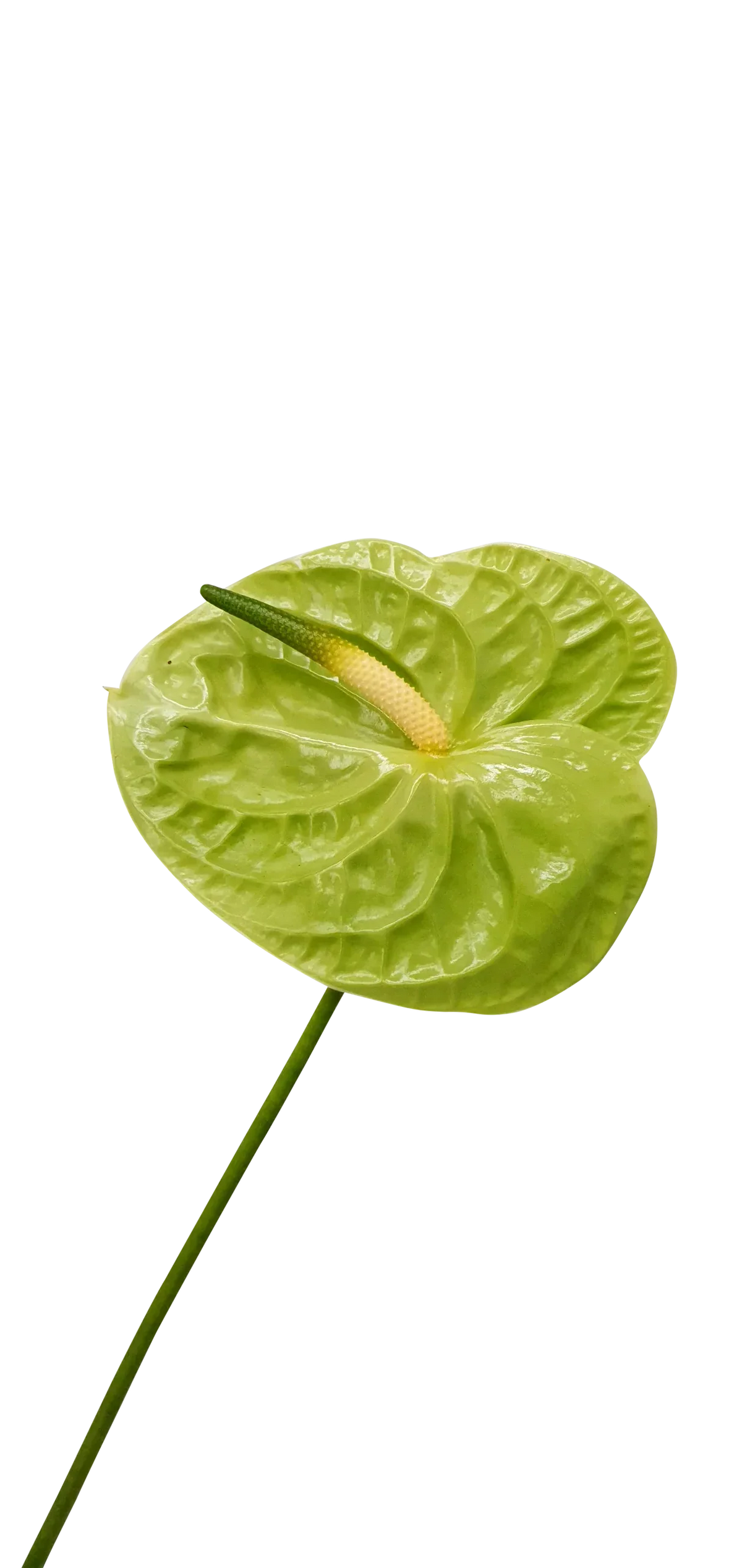 Non-GMO Green Anthurium Linden Seeds for Home Gardening