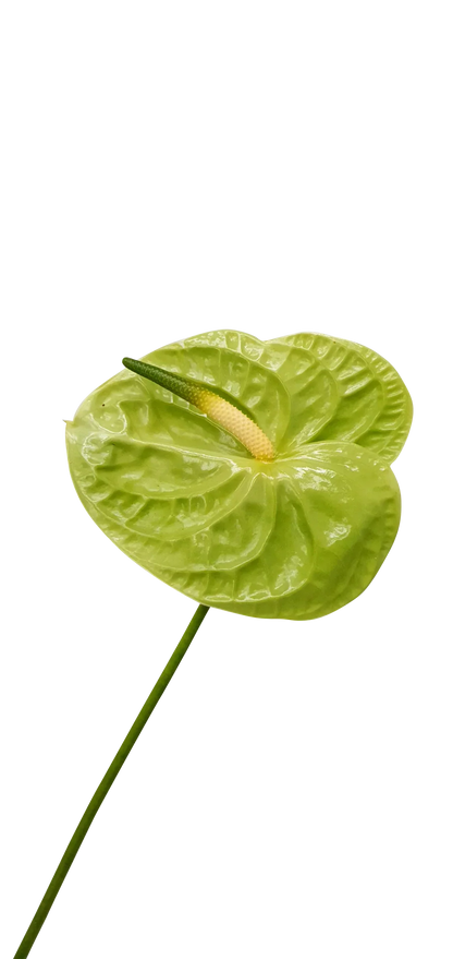 Non-GMO Green Anthurium Linden Seeds for Home Gardening
