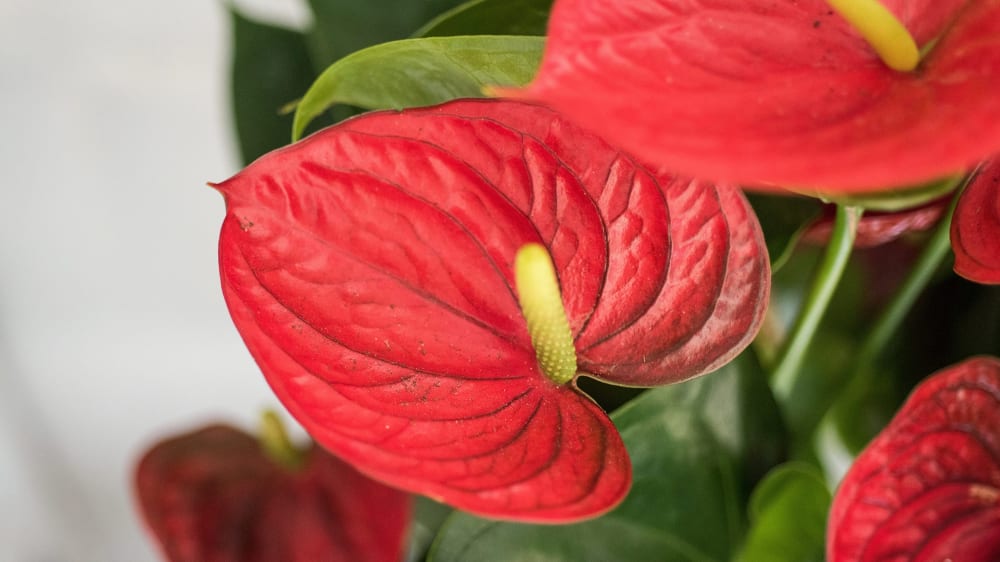 Non-GMO Red Mixed Anthurium Seeds for Gardening
