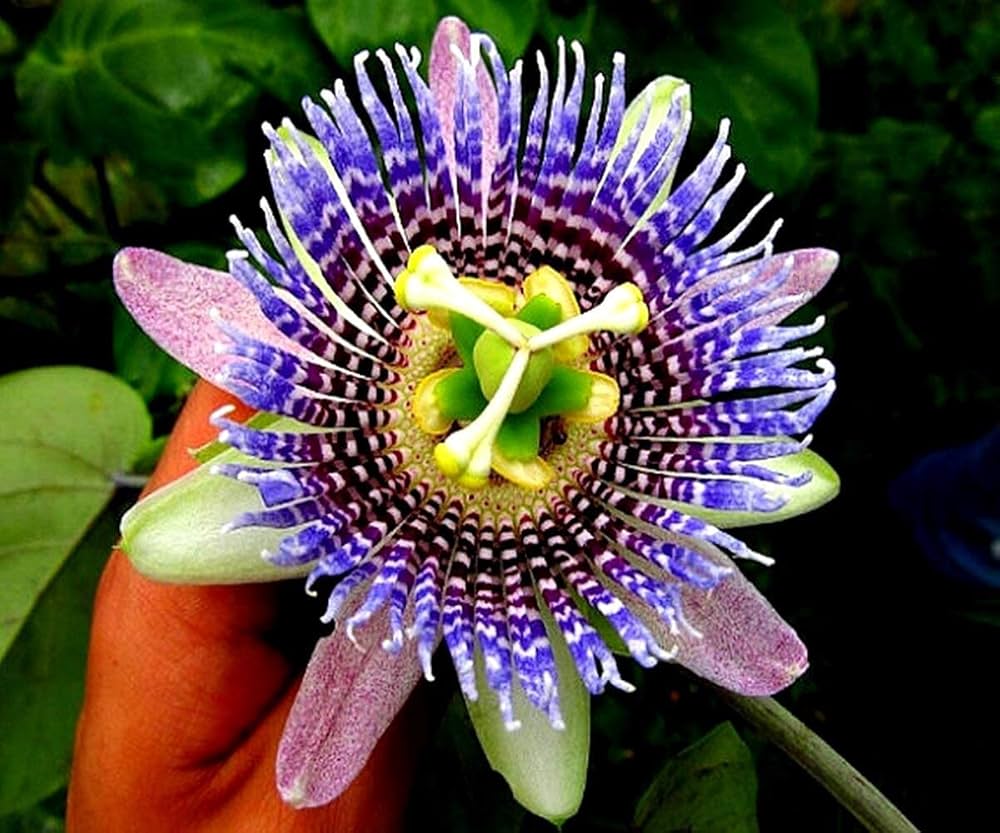 Non-GMO Assiflora Flower Seeds for Home Gardening