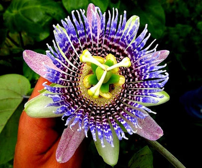 Non-GMO Assiflora Flower Seeds for Home Gardening