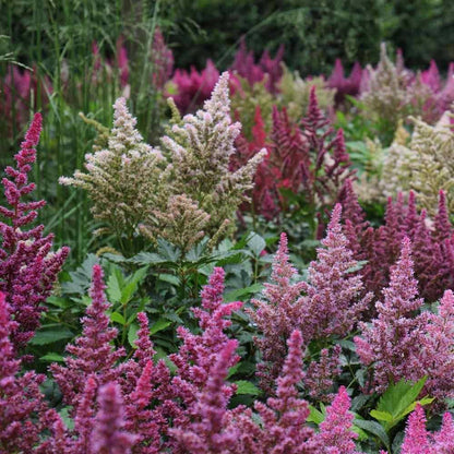 Non-GMO Vender Astilbe Flower Seeds