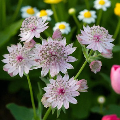 Non-GMO Astrantia Flower Seeds