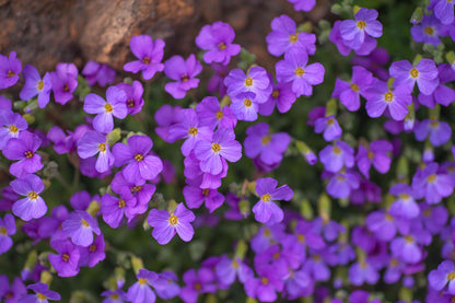 Non-GMO Aubrieta Violet Flower Seeds for Gardening