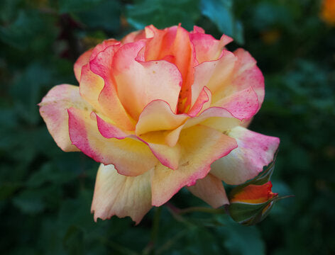 Non-GMO Away Rose Seeds for Home Gardening