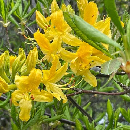 Premium Non-GMO Azalea Flower Seeds