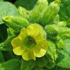 Non-GMO Aztec Nicotiana flower seeds for ornamental borders