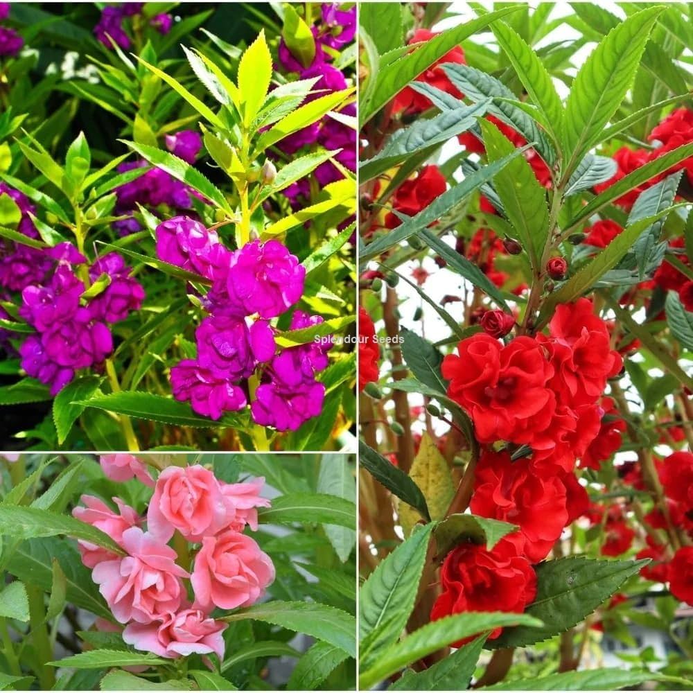 Non-GMO Balsam Camellia Violet Seeds for Gardening