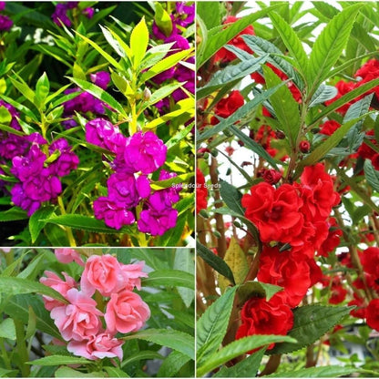 Non-GMO Balsam Camellia Violet Seeds for Gardening