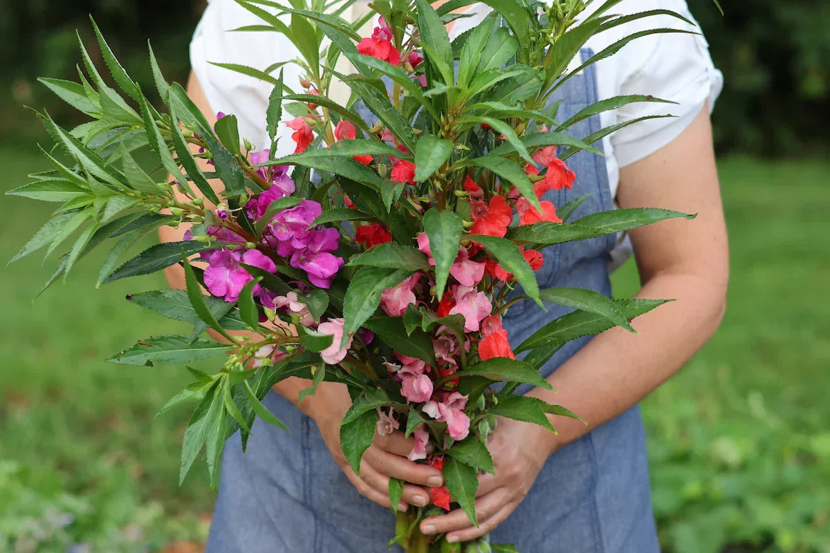 Non-GMO Balsamine Flower Seeds