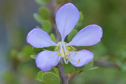 Non-GMO Bauhinia Variegata Seeds for Planting