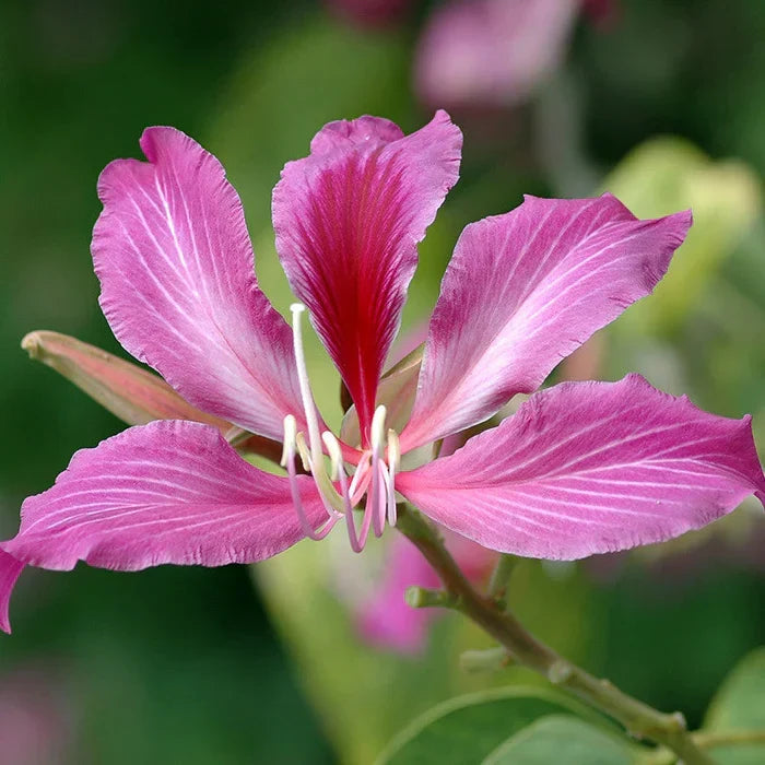 Non-GMO Bauhinia Tree Seeds for Gardening
