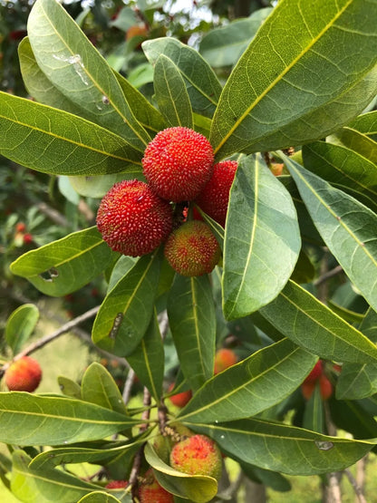 Non-GMO Bayberry seeds for easy growth