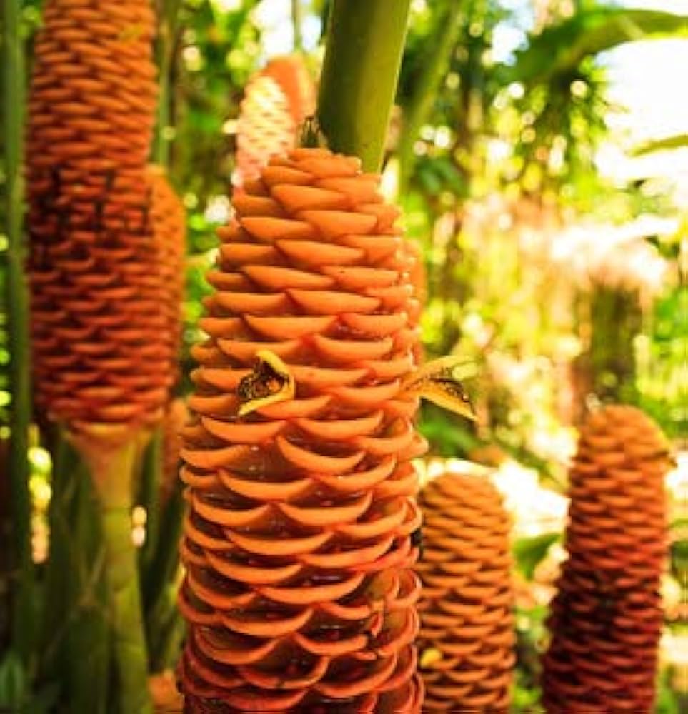 Non-GMO Tropical Beehive Ginger Flower Seeds