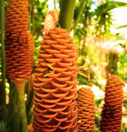 Non-GMO Tropical Beehive Ginger Flower Seeds