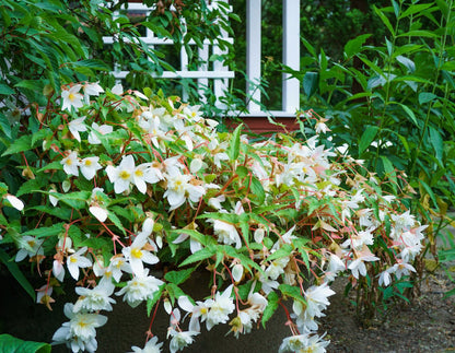 Non-GMO Begonia Seeds for Shade Gardens
