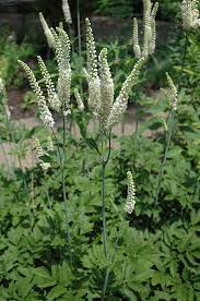 Non GMO Black Cohosh seeds