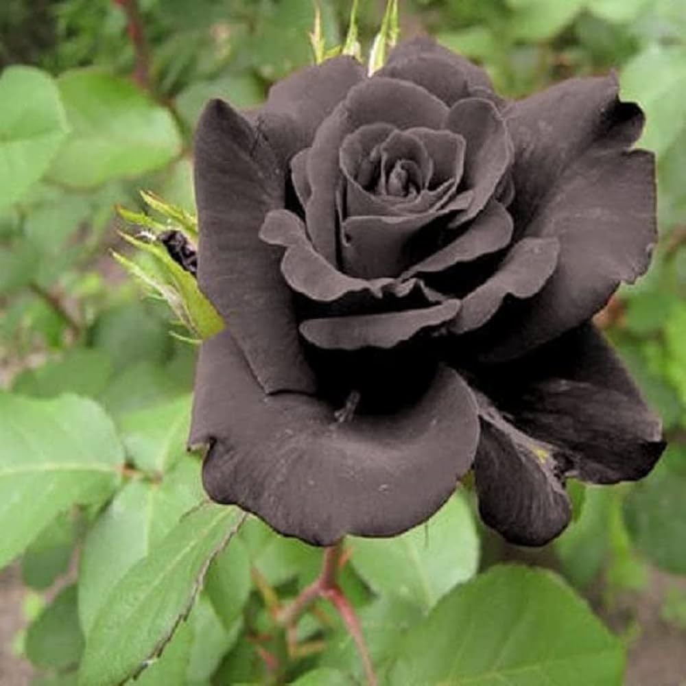 Non-GMO Black Rose Seeds for Home Gardening
