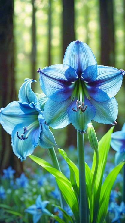 Non-GMO Blue Amaryllis Seeds for Gardening