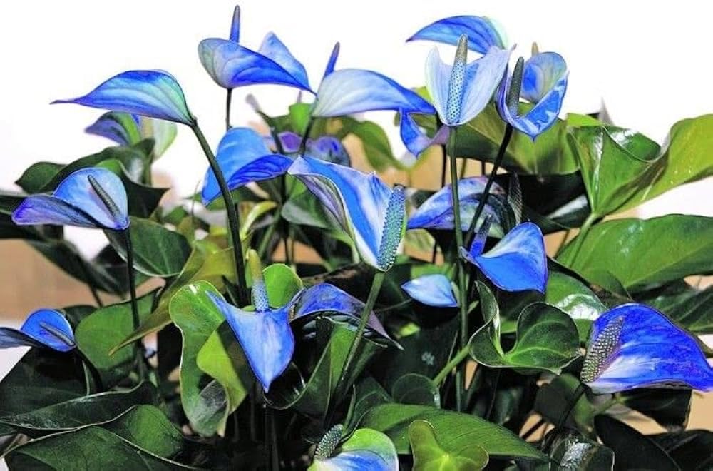 Non-GMO Blue Anthurium Flower Seeds