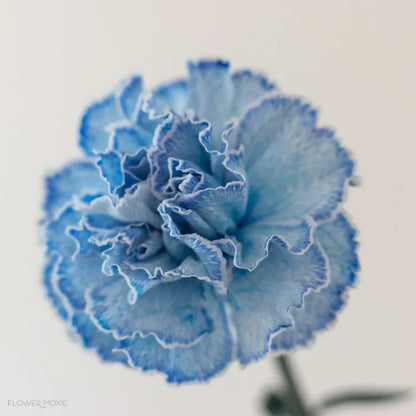 Non-GMO Blue Carnation Seeds for Gardening