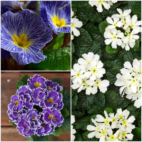 Non-GMO Blue Evening Primrose Flower Seeds