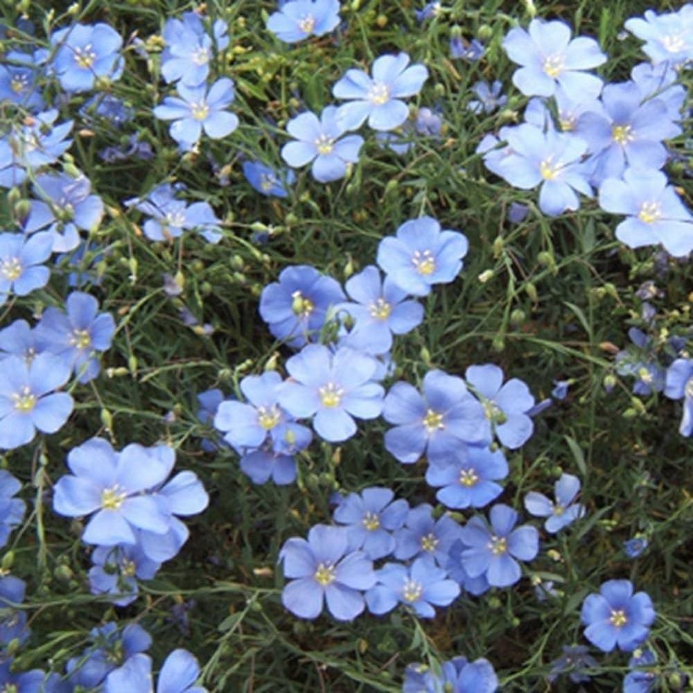 Non GMO Blue Flax seeds
