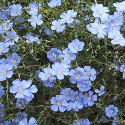 Non GMO Blue Flax seeds