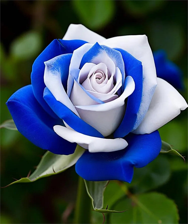 Non-GMO Blue and White Rose Seeds for Home Gardening