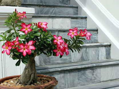 Non-GMO Rose Bonsai Seeds