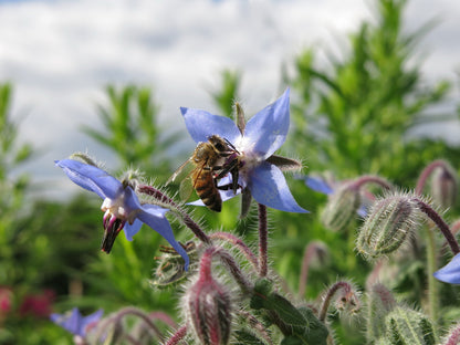 Non-GMO Borage flower seeds for pollinator gardens