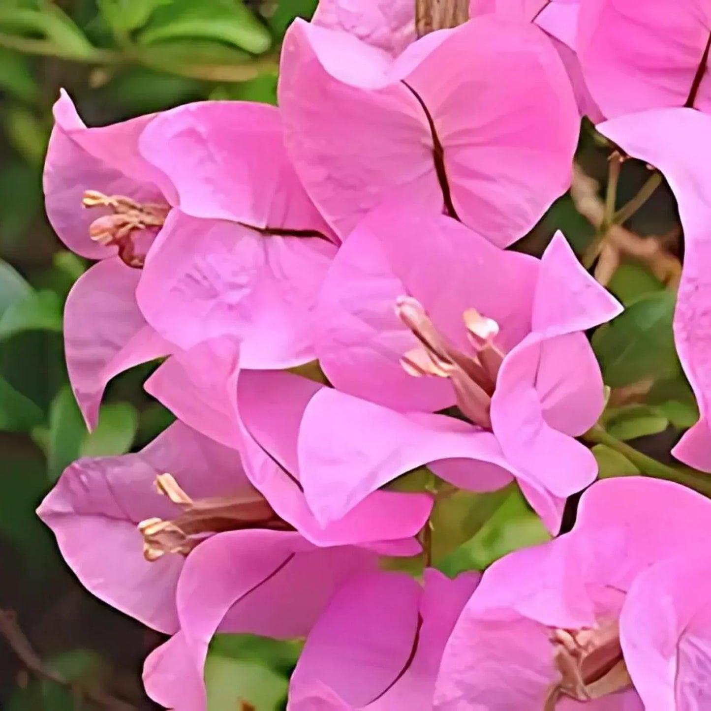 Premium Non-GMO Light Pink Bougainvillea Seeds