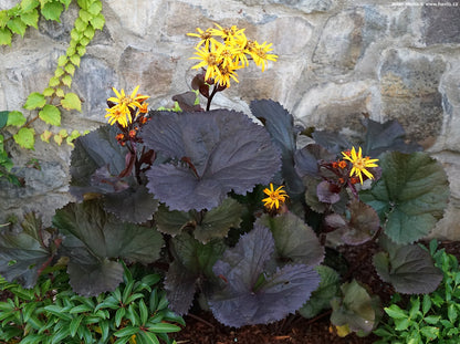 Non-GMO Britt-Marie Crawford Flower Seeds