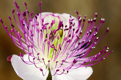Non-GMO Caper Bush Seeds Pack for Growing Edible Capers